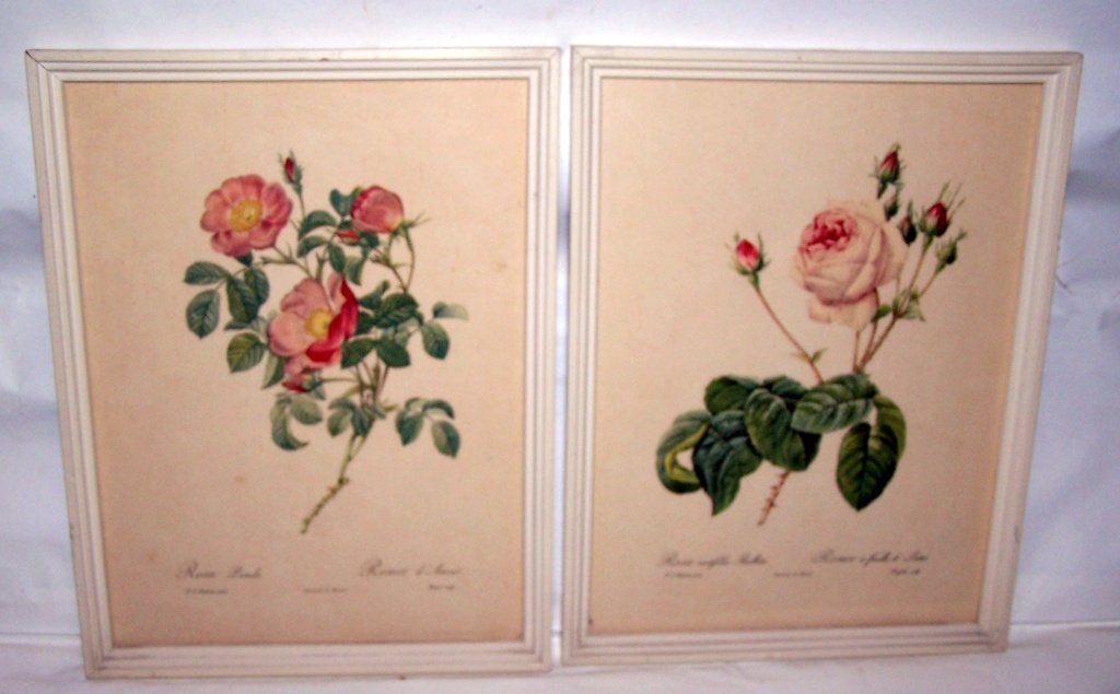 Set van 2 antieke rozen botanische prints, ingelijst. Izgs., Ophalen of Verzenden