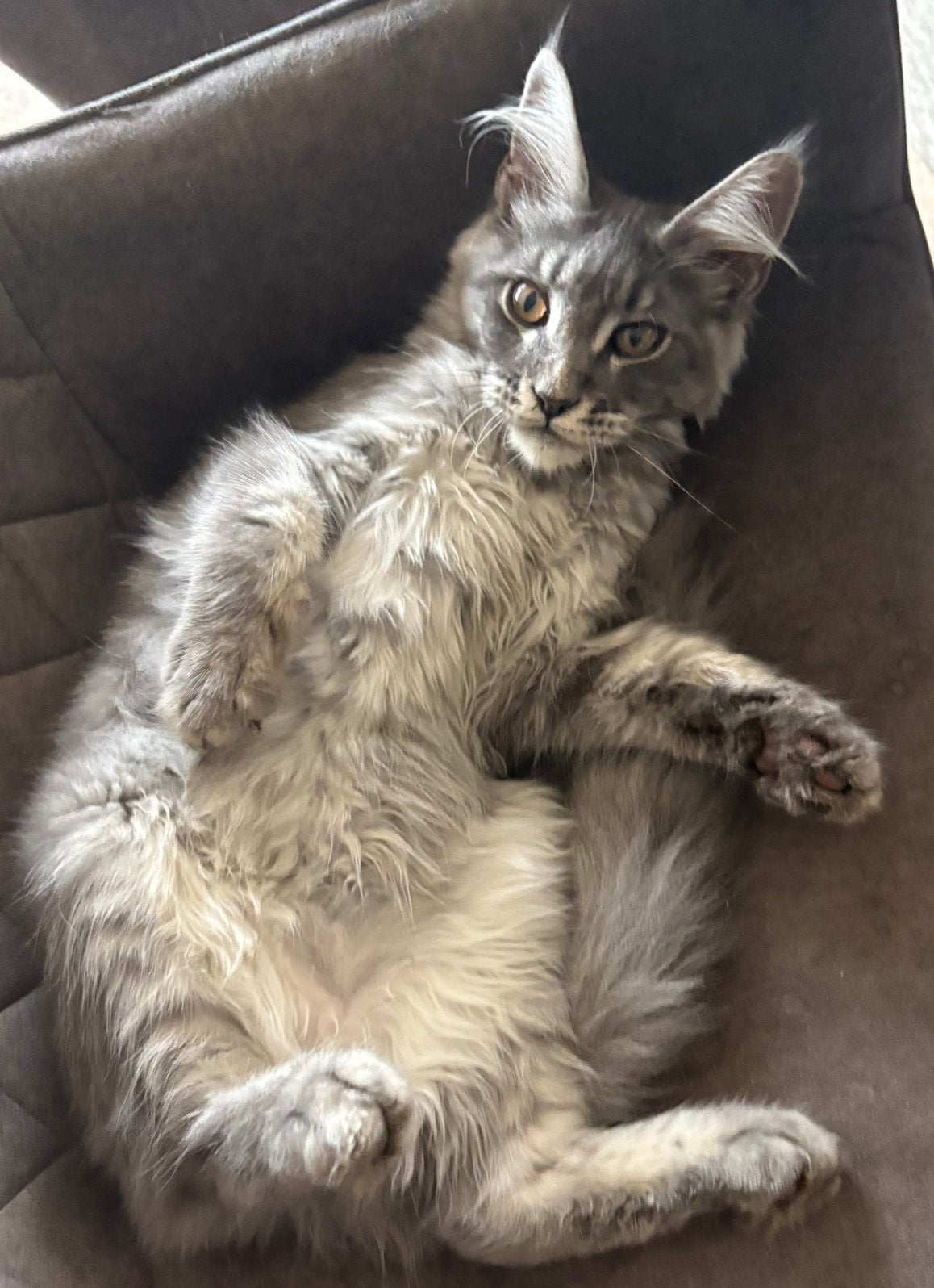 Mooie maine coon kittens met stamboom, Dieren en Toebehoren, Katten en Kittens | Raskatten | Langhaar, Meerdere dieren, Met stamboom