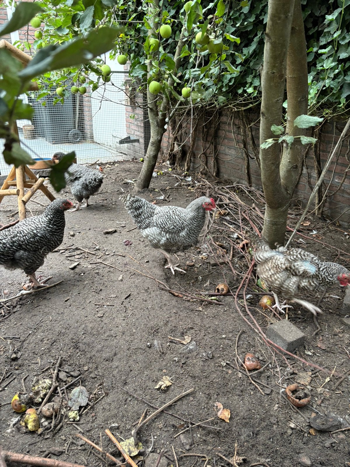 Noord hollands blauwe haan, Dieren en Toebehoren, Pluimvee, Mannelijk, Kip