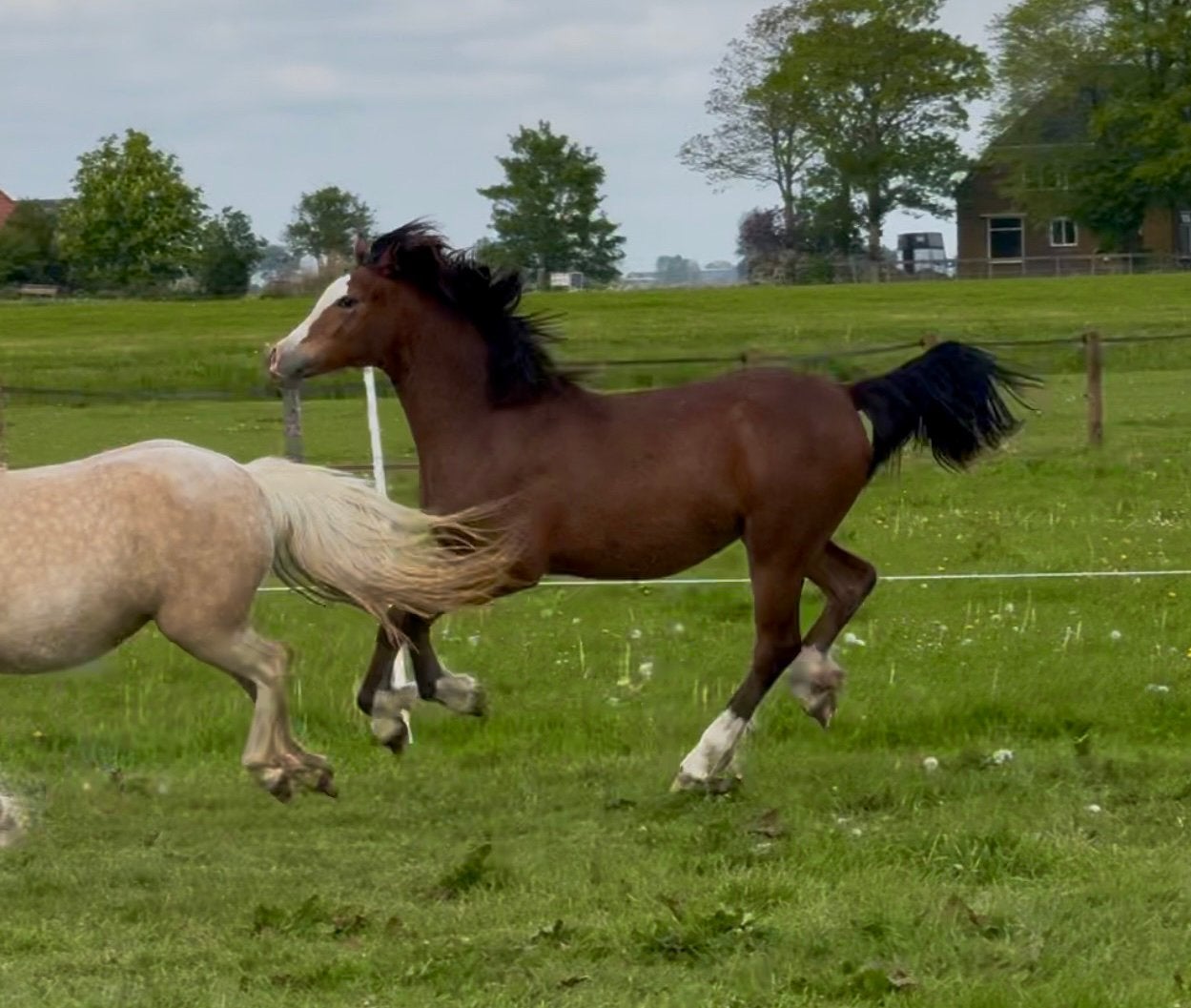WELSH PONY MERRIES TE KOOP, Dieren en Toebehoren, Pony's, Merrie, A pony (tot 1.17m), Met stamboom, 0 tot 2 jaar