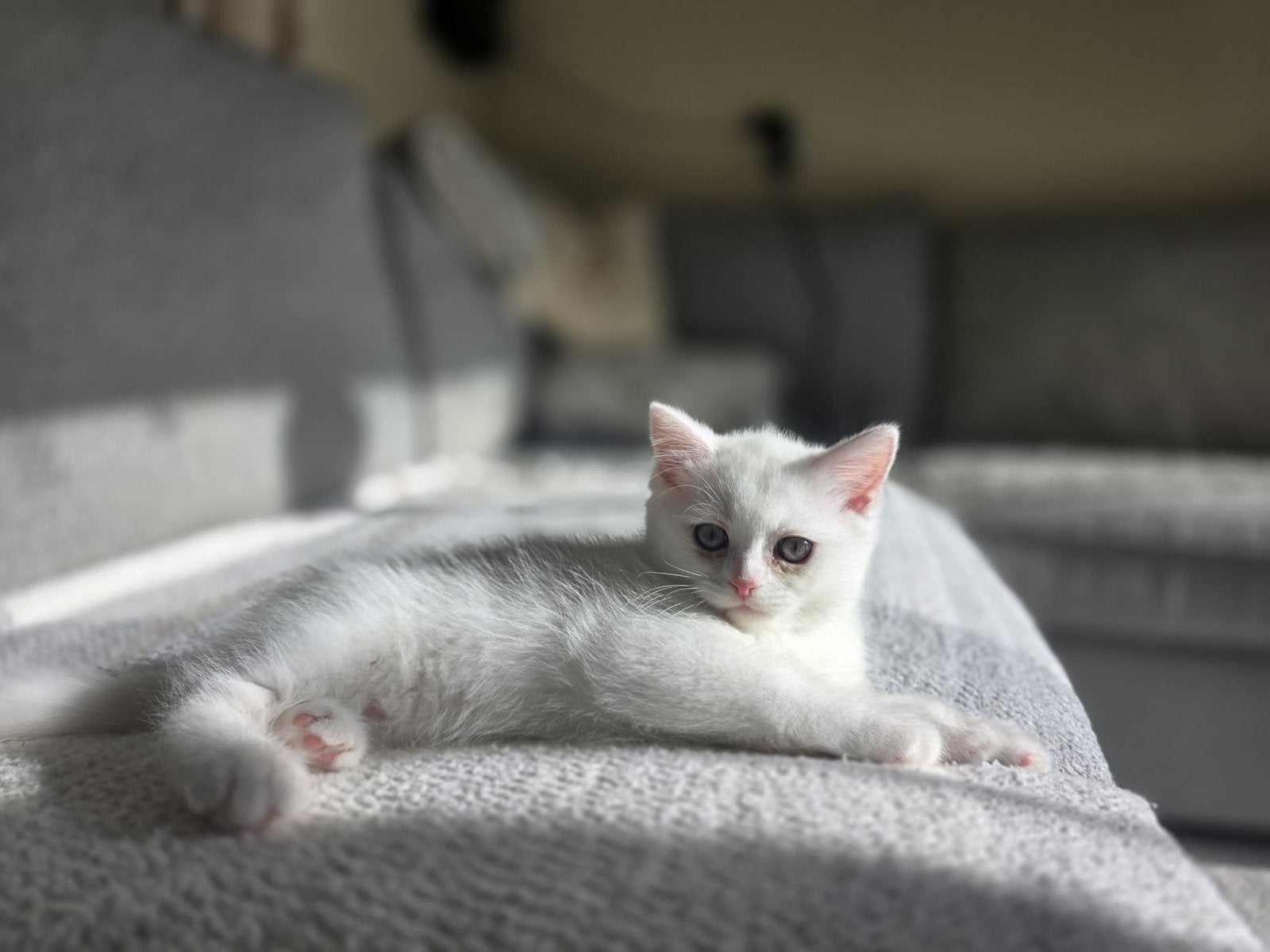 korthaar kitten, Dieren en Toebehoren, Kater
