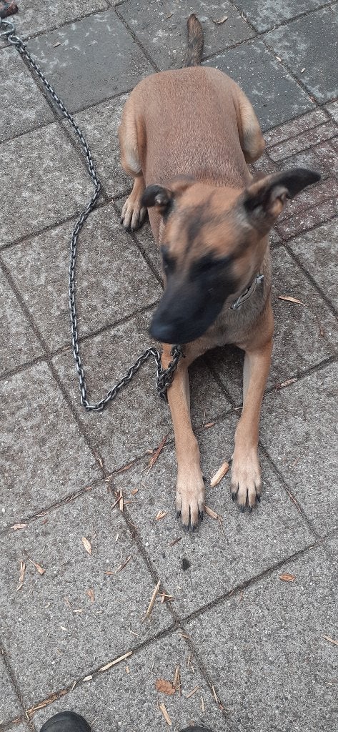 Herdershond, Dieren en Toebehoren, 1 tot 2 jaar, Teef, Parvo, Eén hond