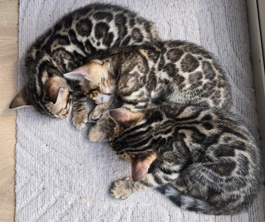 Laatste Bengaal katertje beschikbaar, Dieren en Toebehoren, Katten en Kittens | Raskatten | Korthaar, Meerdere dieren, Gechipt