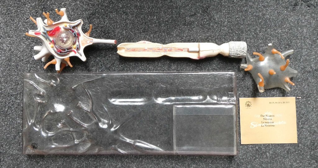 Anatomisch model van een zenuwcel merk Somso, Verzenden