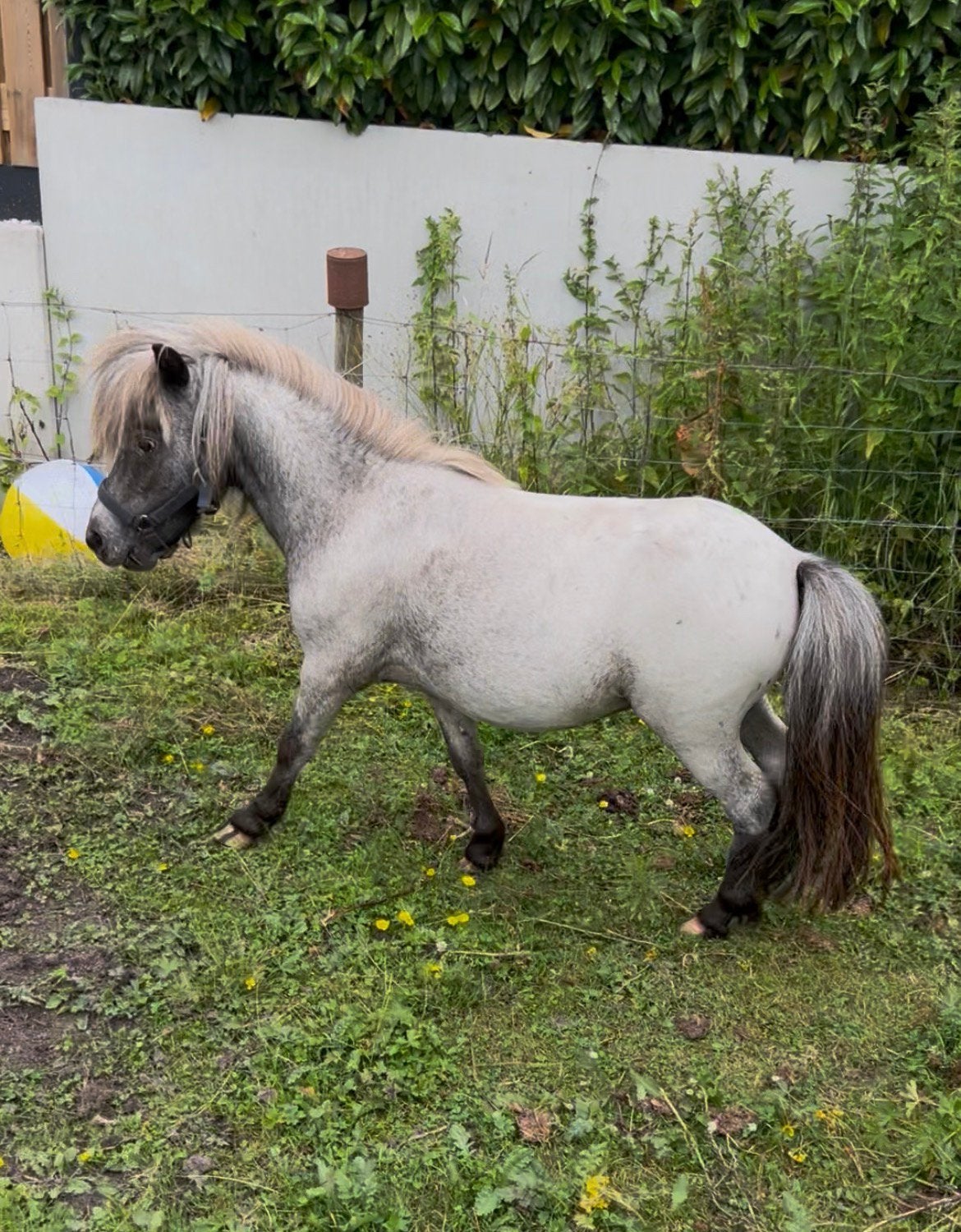 Fewspot en roodbonte mini ponys, Dieren en Toebehoren, Pony's, Hengst, A pony (tot 1.17m), 0 tot 2 jaar