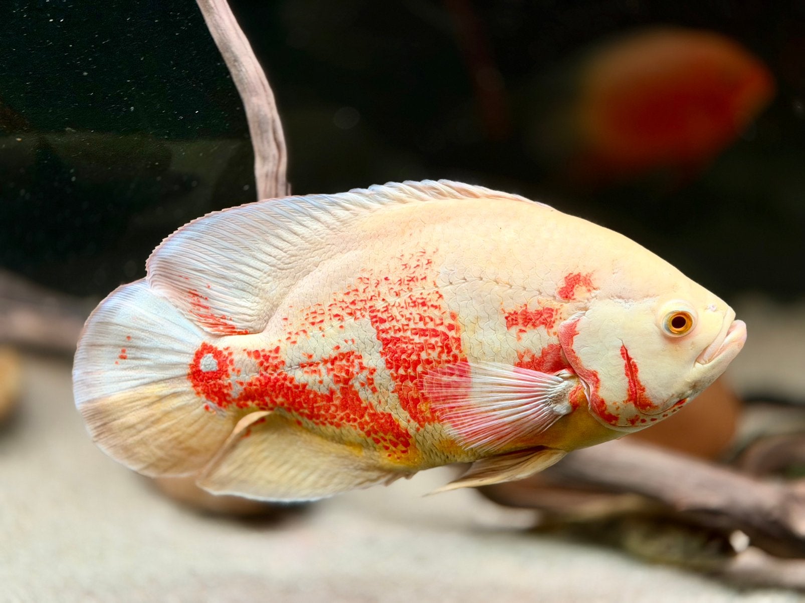 Albino Pauwoog oscar, Dieren en Toebehoren, Vis