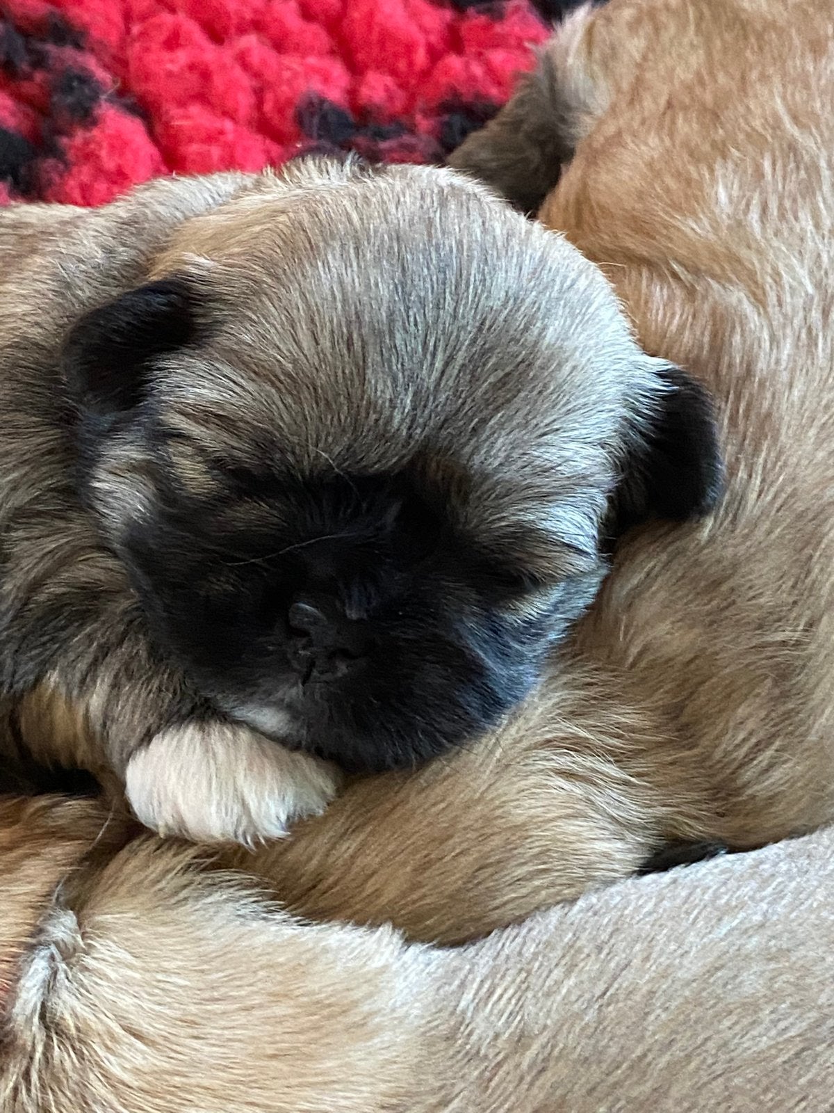 Lhasa Apso puppy’s, Overige rassen, CDV (hondenziekte), 8 tot 15 weken, Meerdere