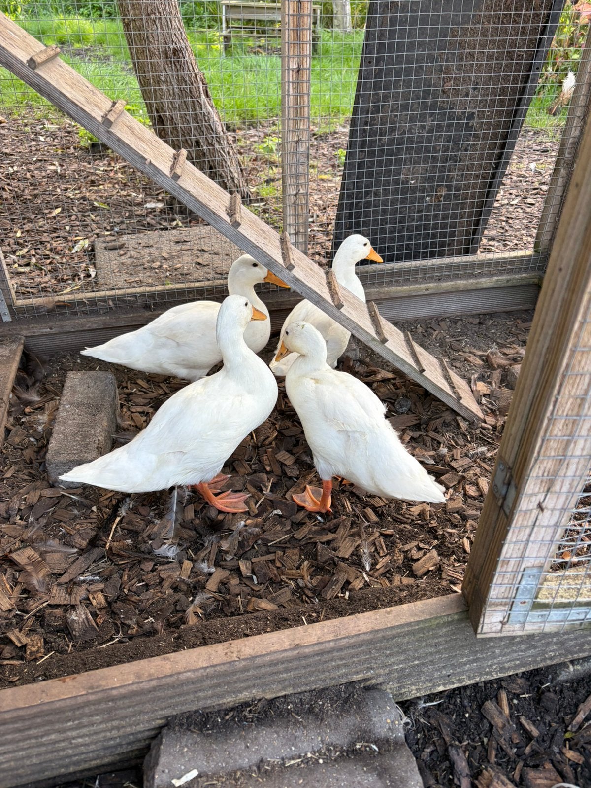 2 Witte Indische loopeenden -, Geslacht onbekend, Eend