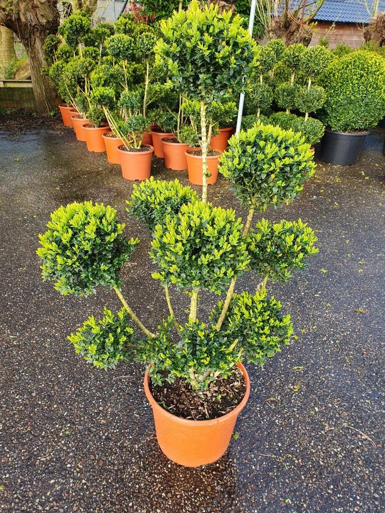 Buxus bonsai    pon-pon   multistam, Ophalen, Overige soorten, Volle zon