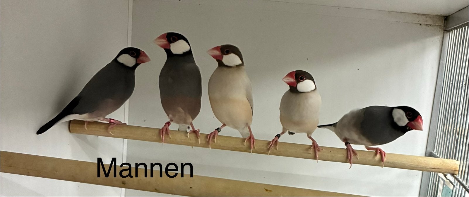 Rijstvogels wildkleur en agaat, Dieren en Toebehoren, Meerdere dieren, Tropenvogel, Geringd
