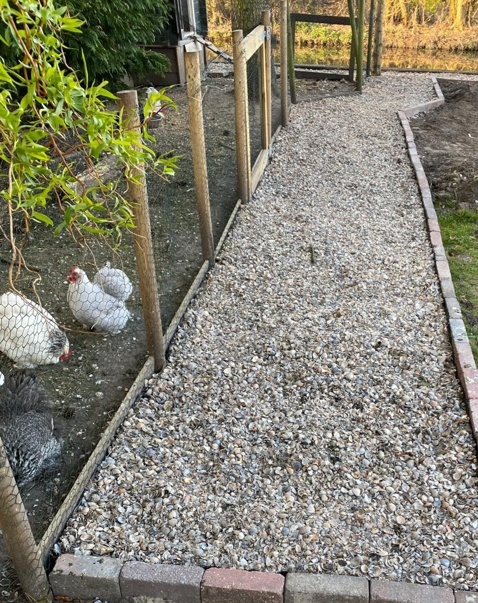 Gratis af te halen: Schone schelpen voor tuin en decoratie, Tuin en Terras, Ophalen, Nieuw