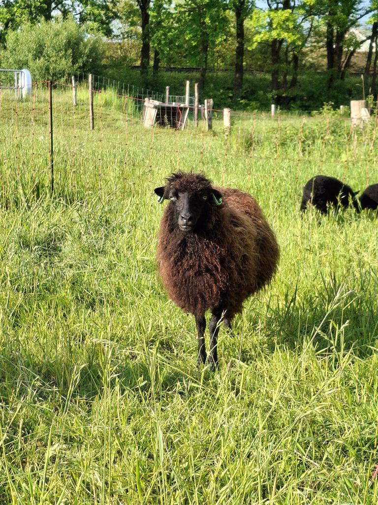 Ouessant ooi en lam, Dieren en Toebehoren, Schapen, Geiten en Varkens, Vrouwelijk, Schaap, 0 tot 2 jaar