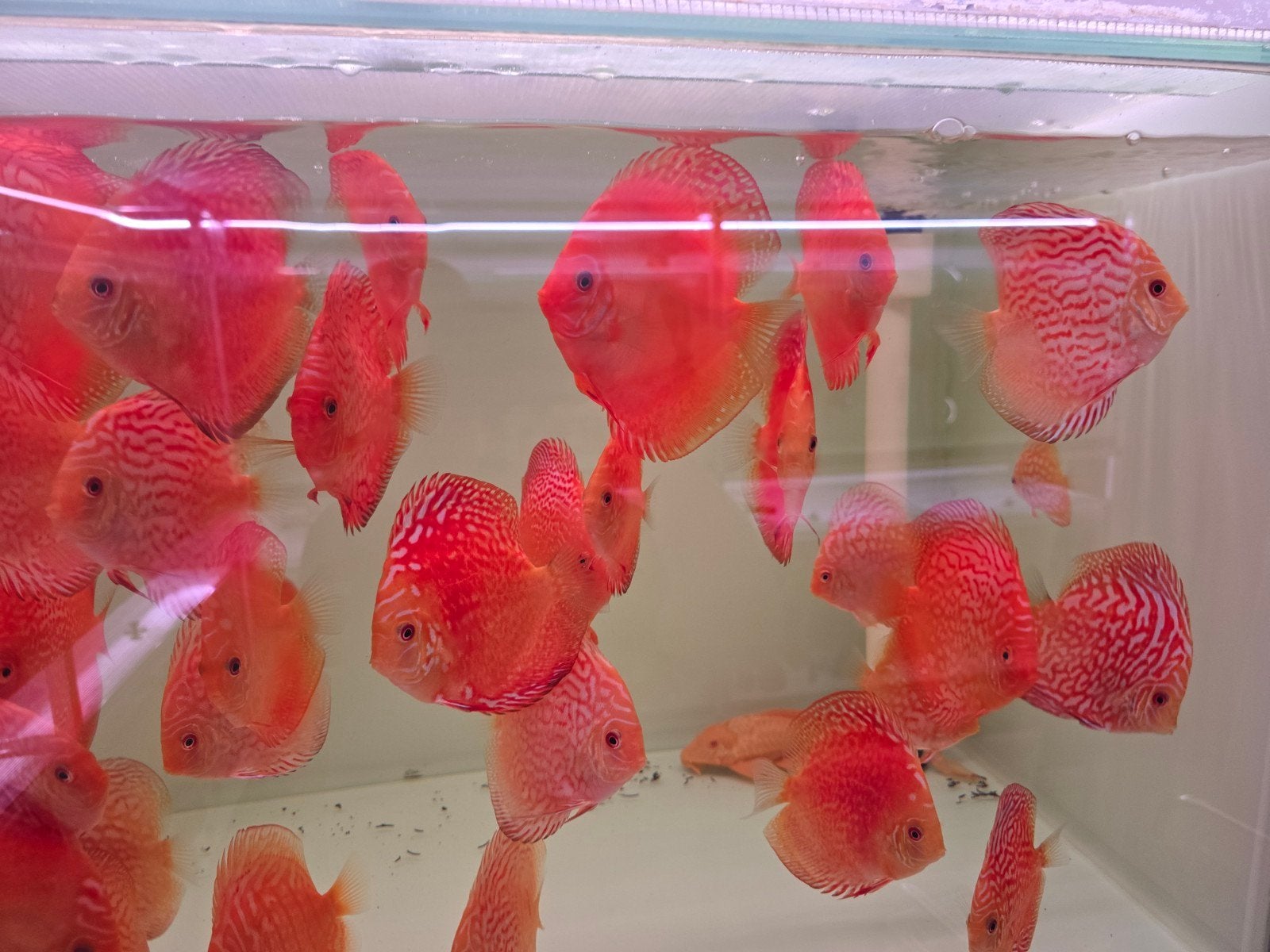 discusvissen, Dieren en Toebehoren, Vis, Zoetwatervis, Schoolvis