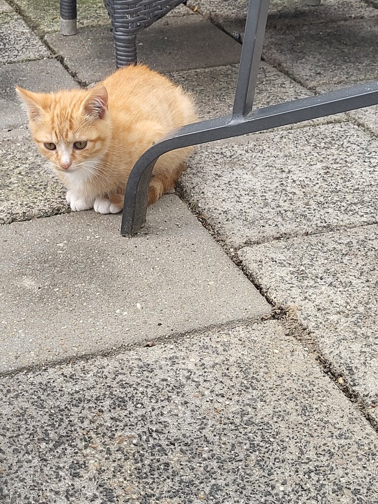 Kitten, Dieren en Toebehoren, Poes, 0 tot 2 jaar