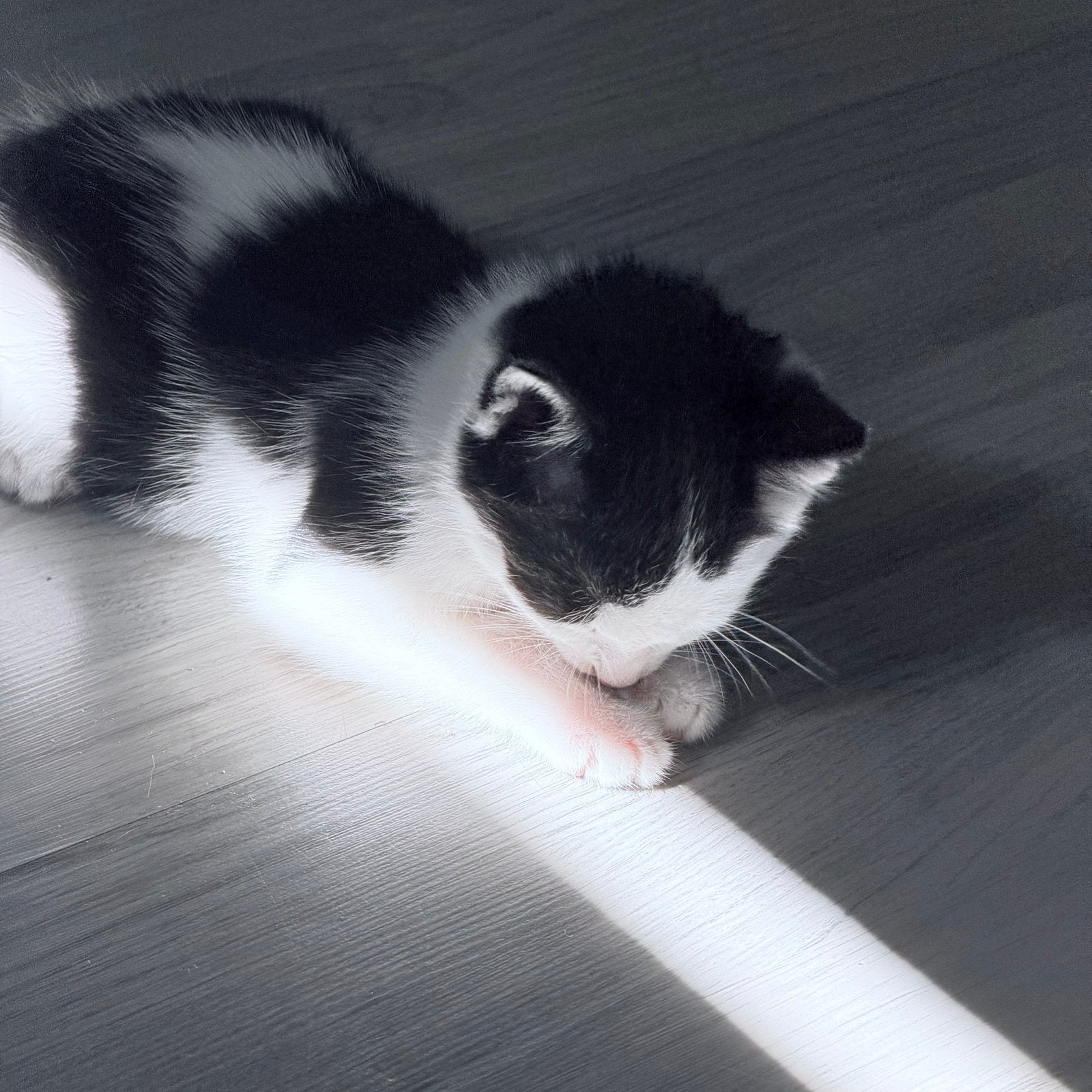 Knorrend katertje, Kater, Kortharig, 0 tot 2 jaar