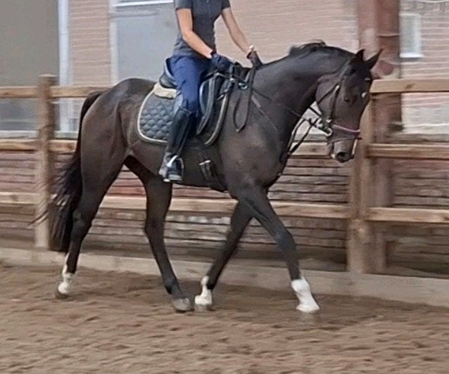 2 superbrave 5  jr recreatie-manege paarden 1,62 mtr, 3 tot 6 jaar, 160 tot 165 cm, Meerdere dieren, Recreatiepaard