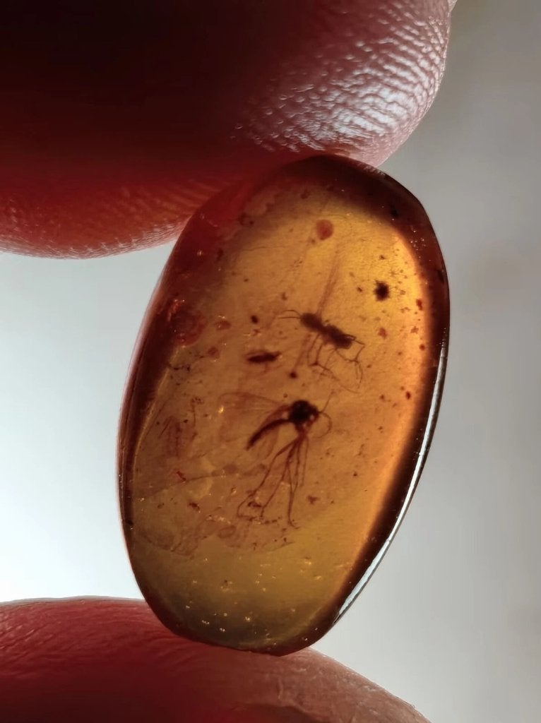 Birmees Amber met insluiting van Diptera muskiet (P1), Verzenden, Fossiel