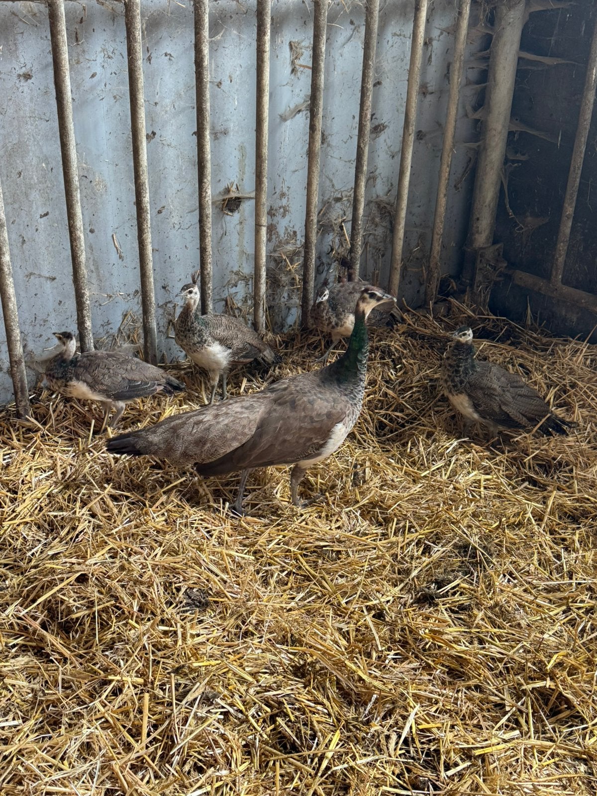 Tekoop jonge pauwen, Dieren en Toebehoren, Meerdere dieren, Overige soorten