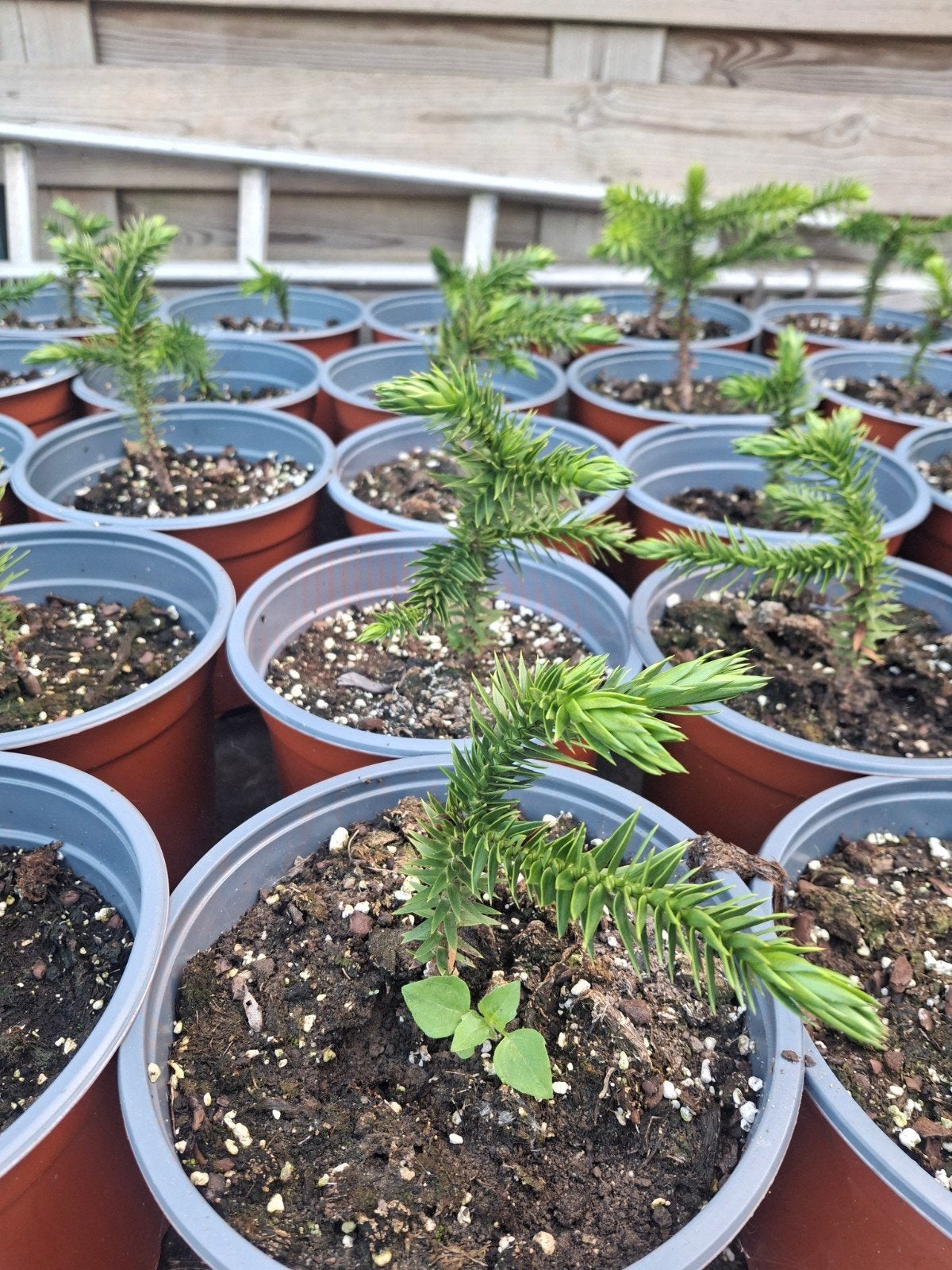 Araucaria Araucana - Slangenboom / Apenboom, Bloeit niet, Minder dan 100 cm, Volle zon, In pot
