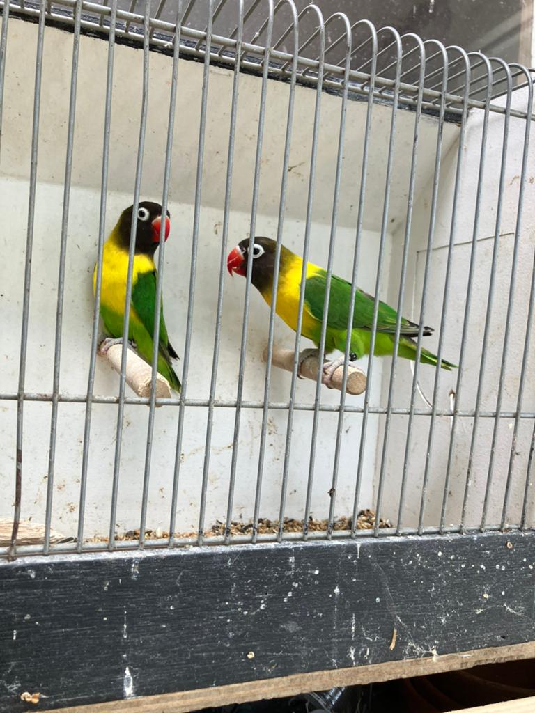 A, Dieren en Toebehoren, Vogels | Parkieten en Papegaaien, Meerdere dieren, Dwergpapegaai of Agapornis