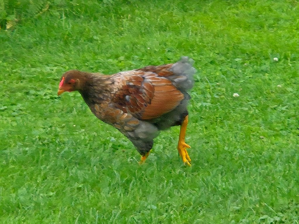 Wyandotte kriel Haan, Dieren en Toebehoren, Pluimvee, Mannelijk, Kip