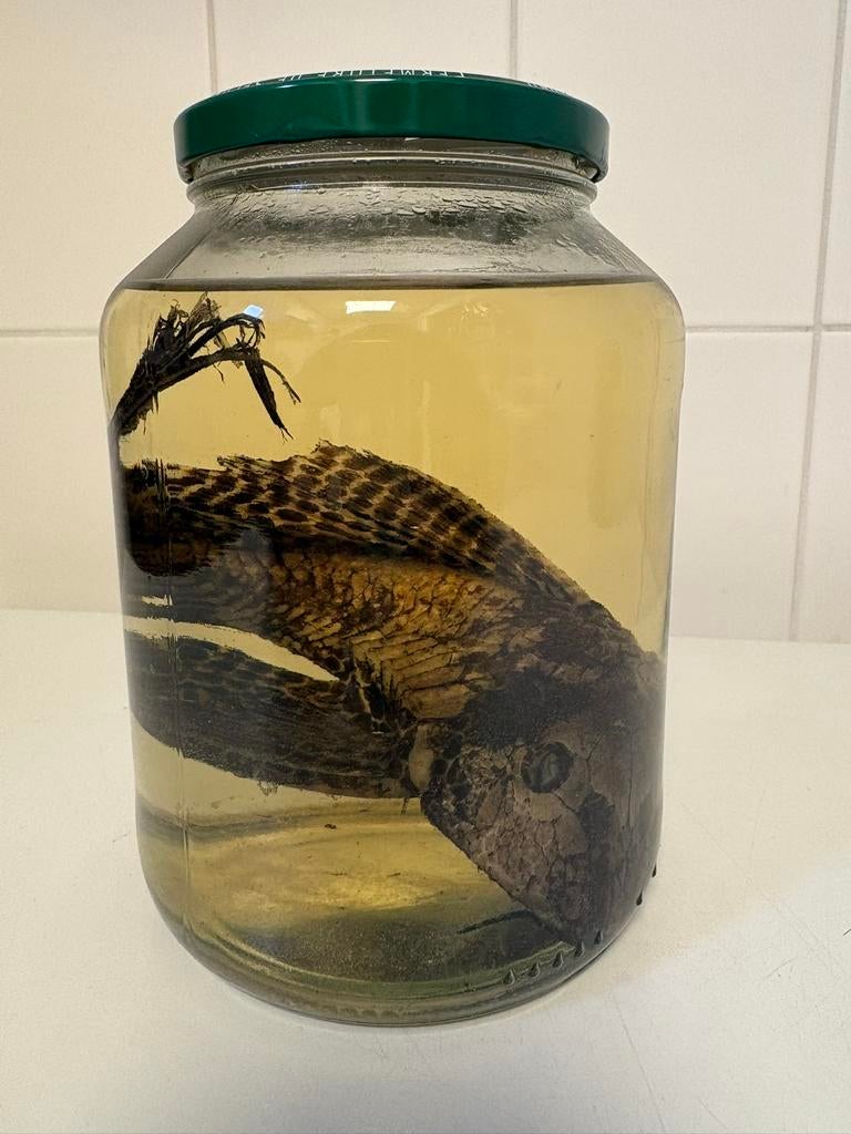 Donderpad en muizen op sterk water, Ophalen of Verzenden, Hond of Kat, Overige typen