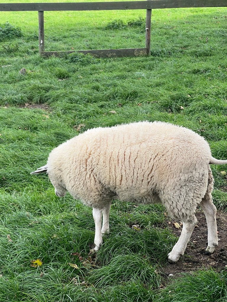 zwoegervrije dekrijpe ooien te koop, Dieren en Toebehoren, Vrouwelijk, Schaap, 0 tot 2 jaar