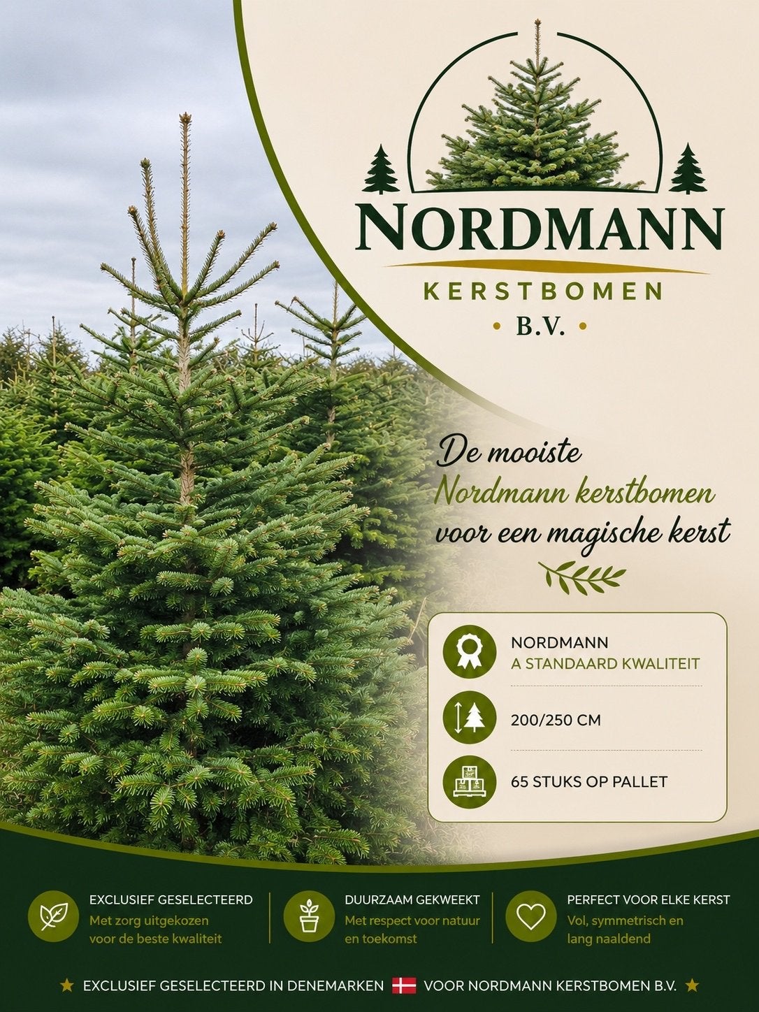 Nordmann Kerstbomen,  In alle maten en kwaliteiten, Tuin en Terras, Ophalen of Verzenden, Zomer, Volle zon, Overige soorten