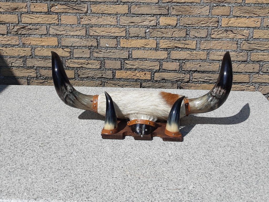 Opgezette stierhoornset van een texas stier, Verzamelen, Ophalen of Verzenden, Zo goed als nieuw, Boerderijdier, Opgezet dier