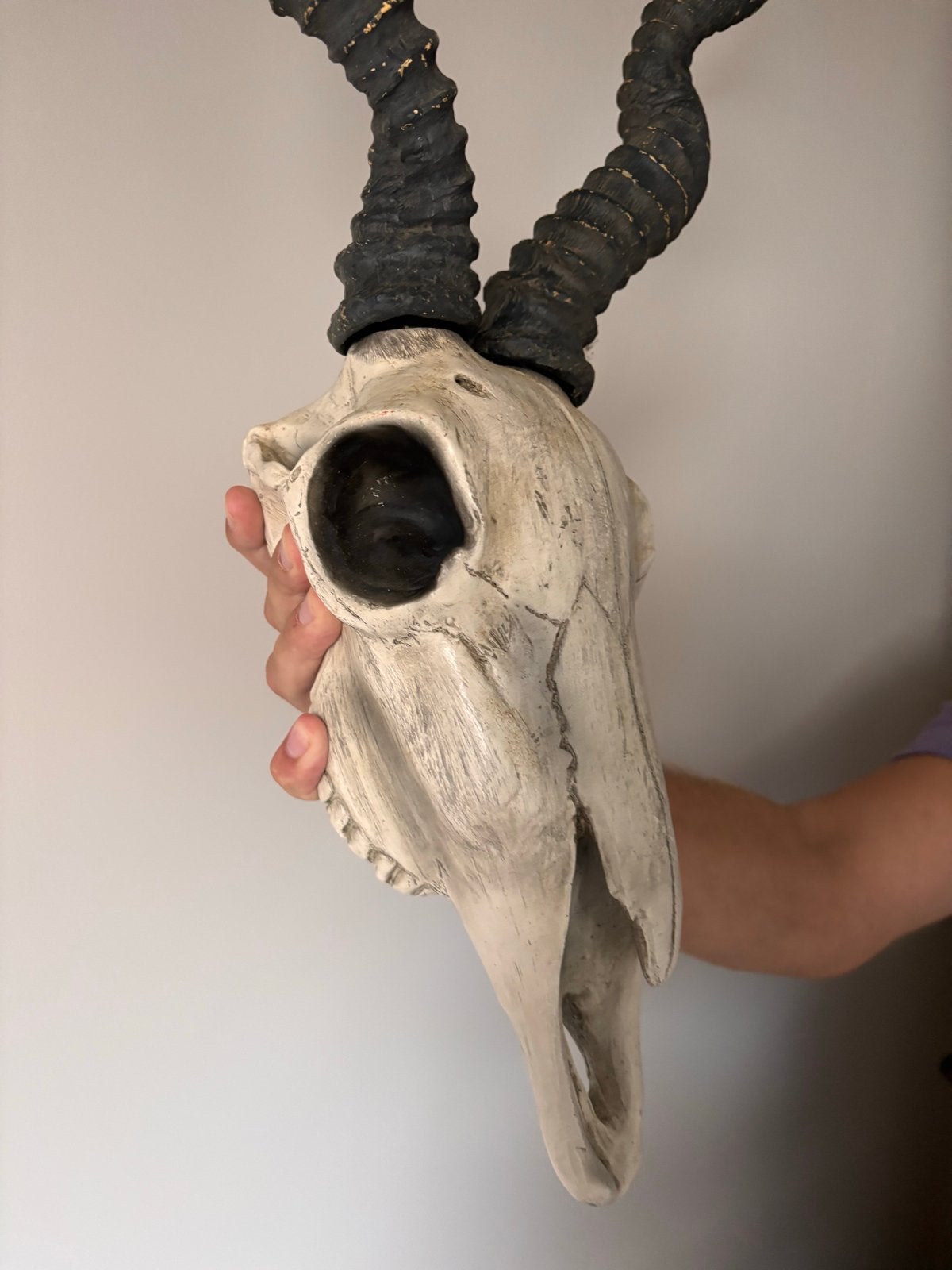 Decoratieve Kudu Schedel met Hoorns - Uniek Woonaccessoire, Verzamelen, Ophalen of Verzenden, Zo goed als nieuw, Schedel
