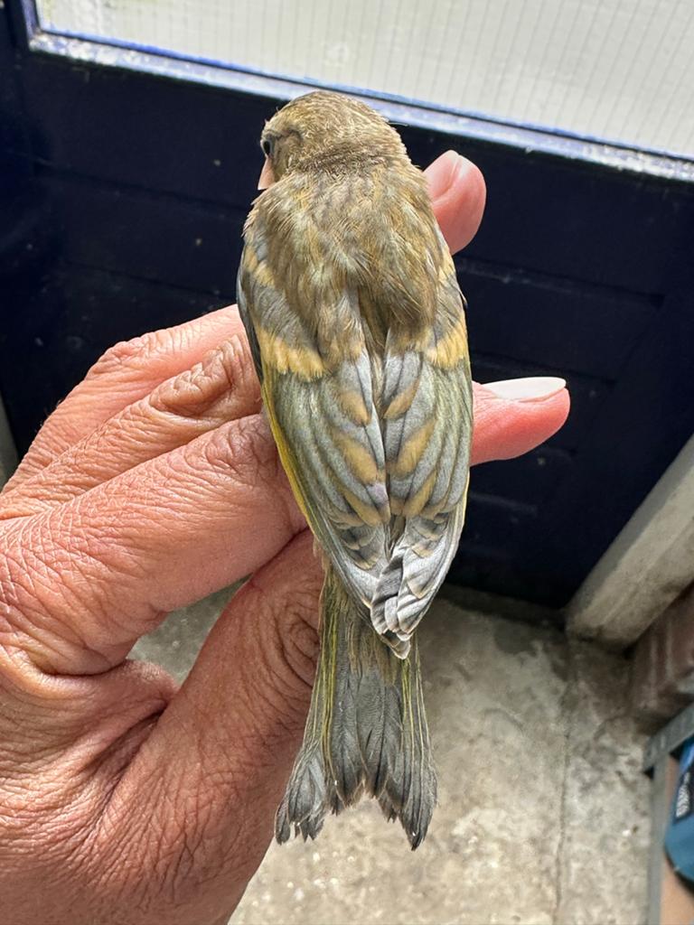 Putter bastaard man, Mannelijk, Wildzangvogel, Geringd