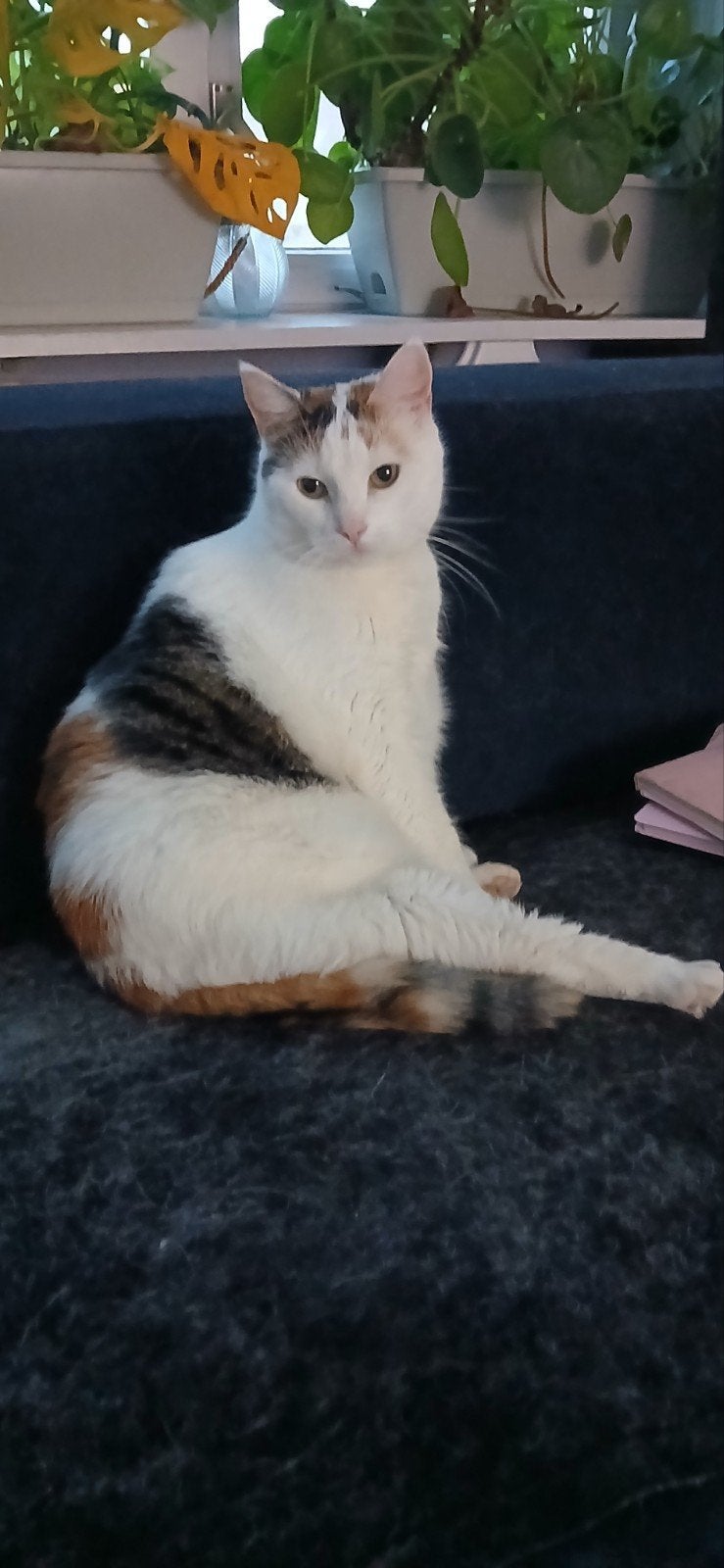 hele lieve (bange )poes zoekt nieuwe huis.
