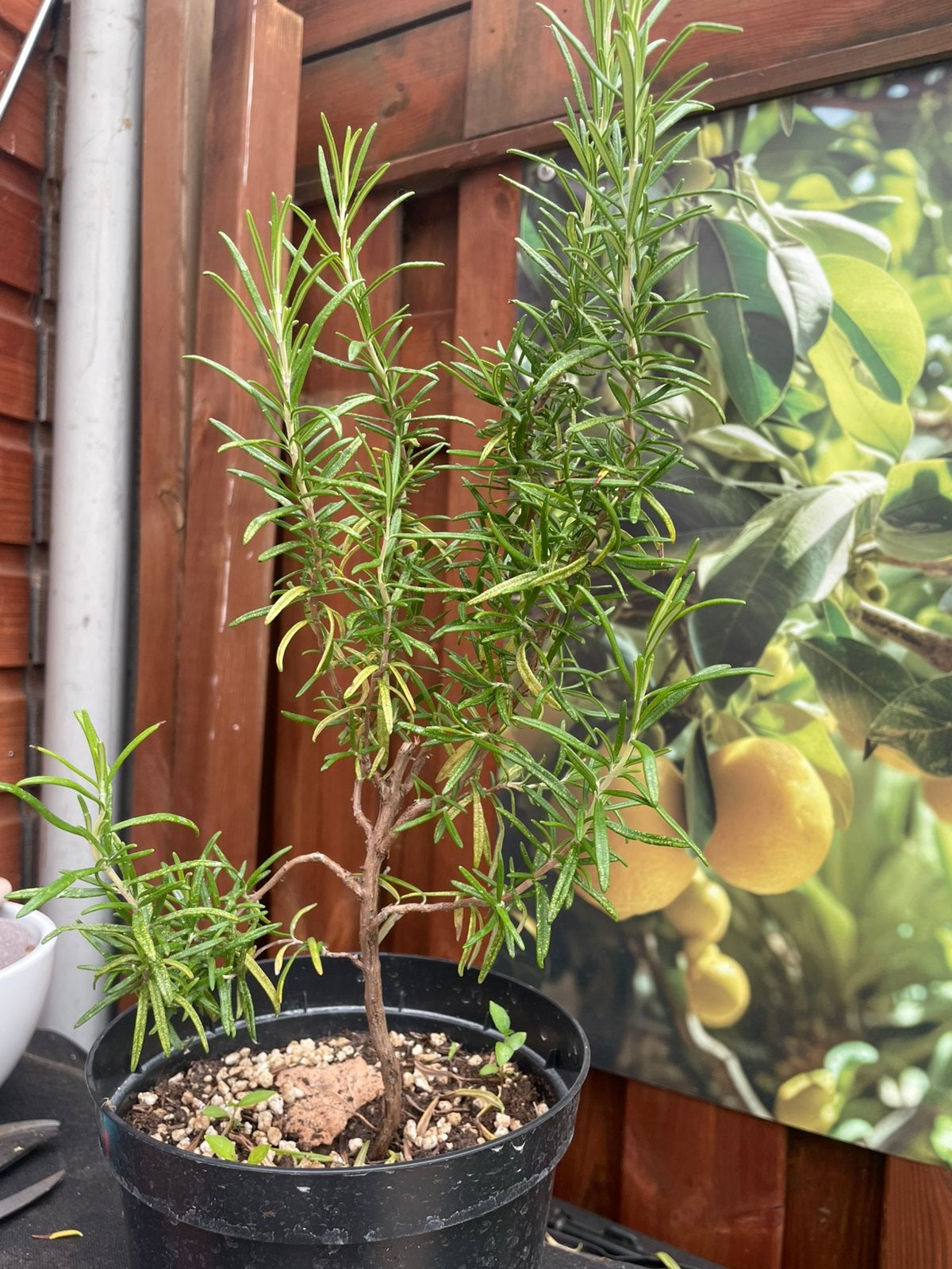 Rozemarijn plant, Tuin en Terras, Planten | Tuinplanten, Ophalen, Vaste plant, Kruiden, Volle zon