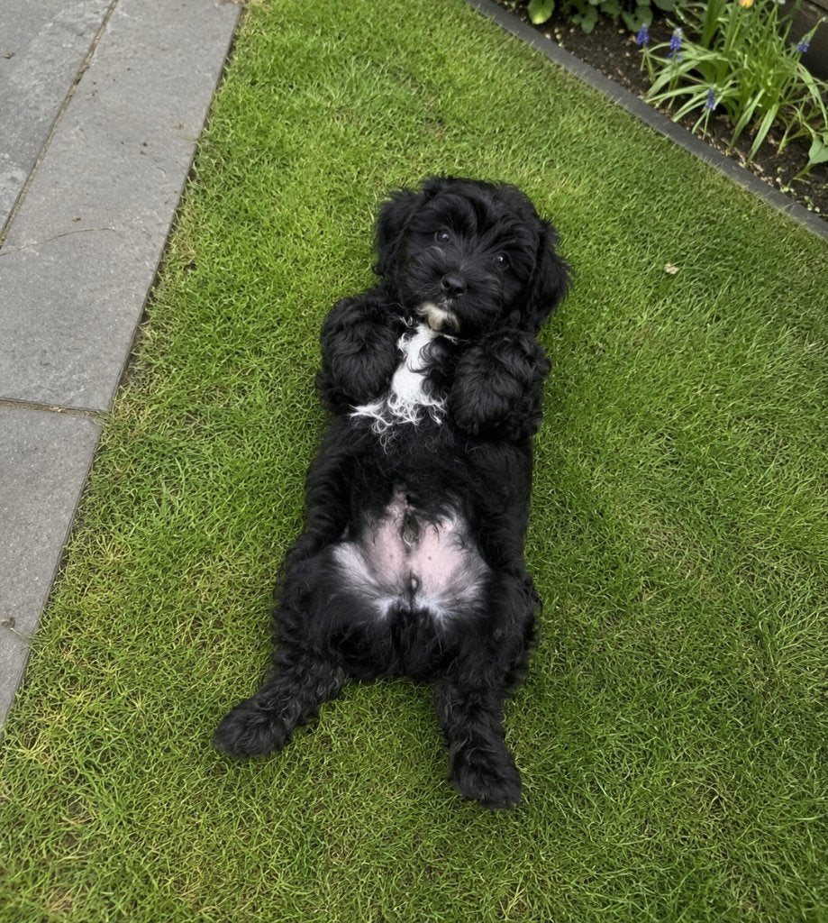 Cavapoo Pups - Laatste reutje beschikbaar, Overige rassen, CDV (hondenziekte), 8 tot 15 weken, Meerdere