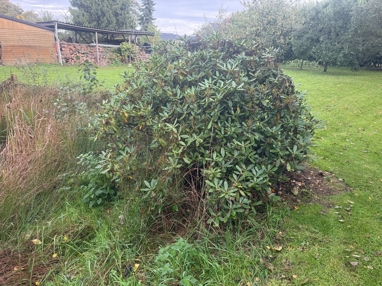 Grote Rhododendron - kleur donker rozig. zelf uitgraven, Ophalen of Verzenden, Vaste plant, Overige soorten