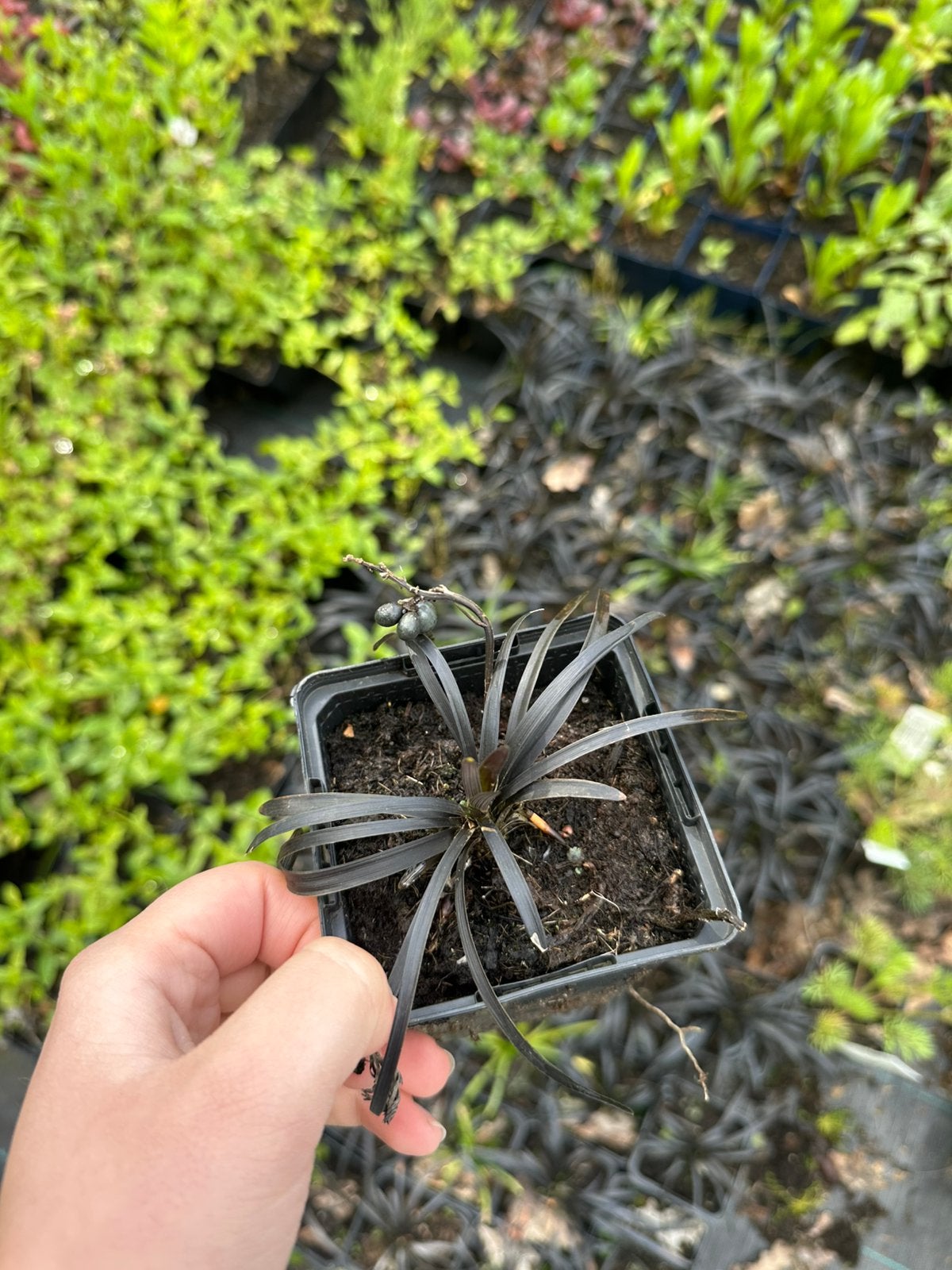 Ophiopogon ‘Niger’, Ophalen, Overige soorten, Halfschaduw