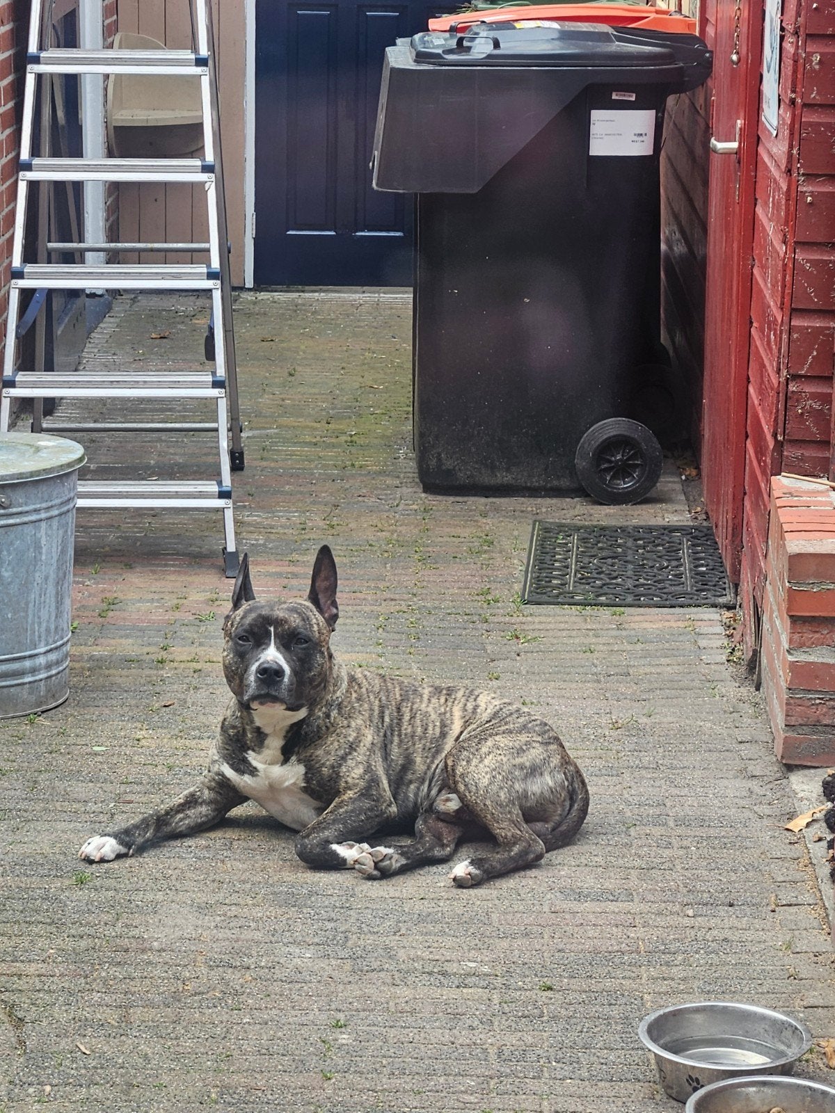 Waakhond Cinta ( Pitbull/ American Stafford, Reu, Eén hond, 3 tot 5 jaar, Nederland