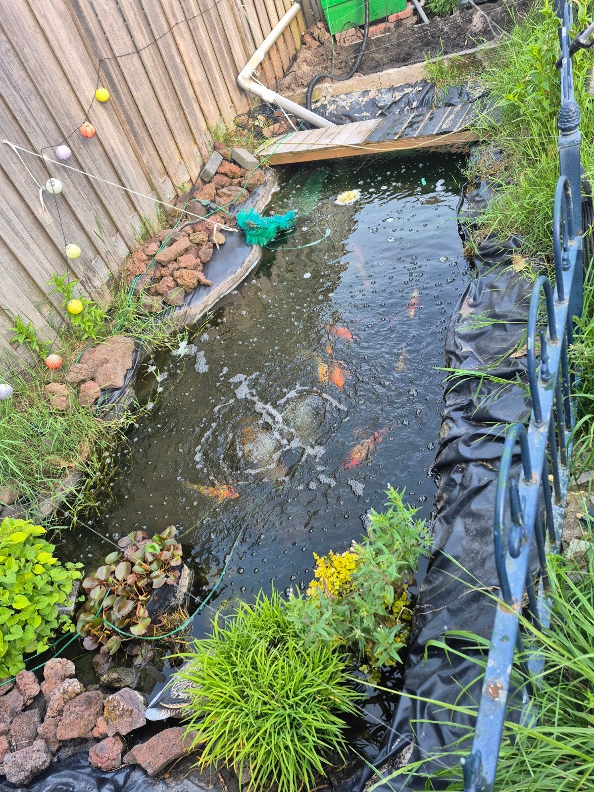 Zoetwatermosselen goed lezen.., Karper of Koi