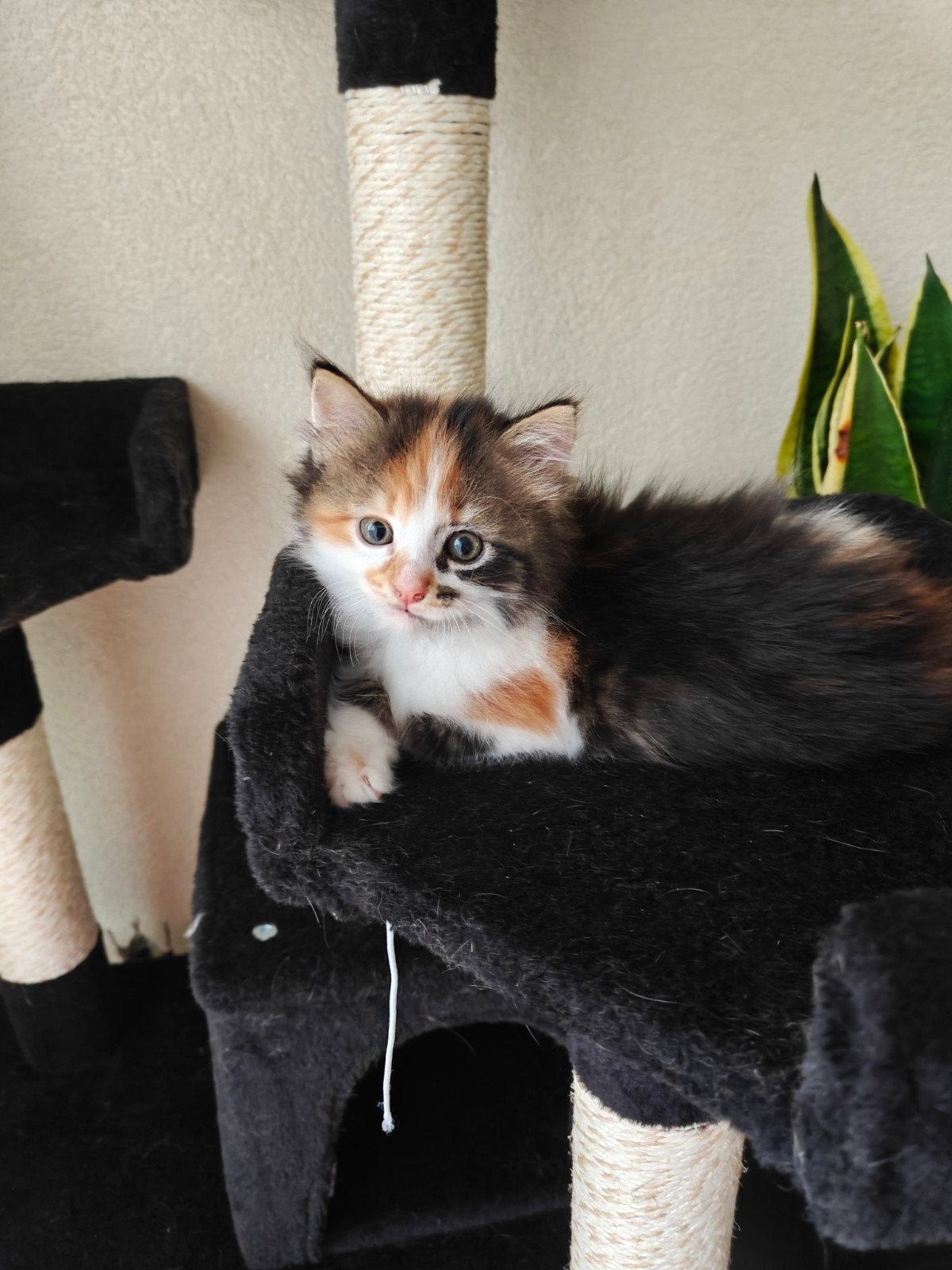 Nog 2 kittens (poezen) vanaf 30 juli op te halen, Poes