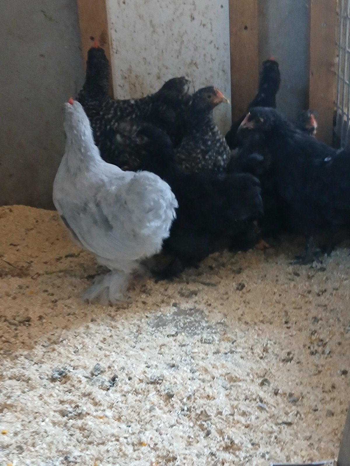 Te koop mooie kippen, Meerdere dieren, Kip
