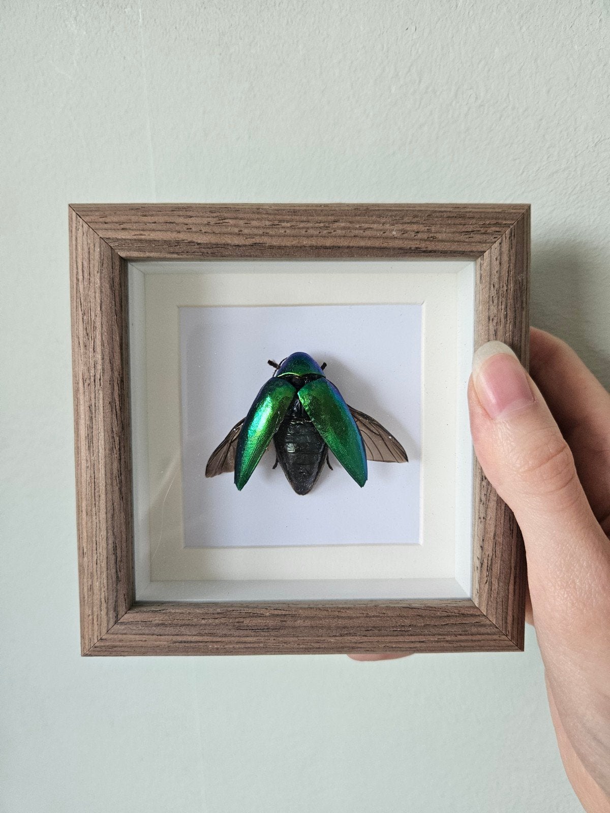 groene juweel kever in lijst, Ophalen of Verzenden, Nieuw, Insect, Opgezet dier