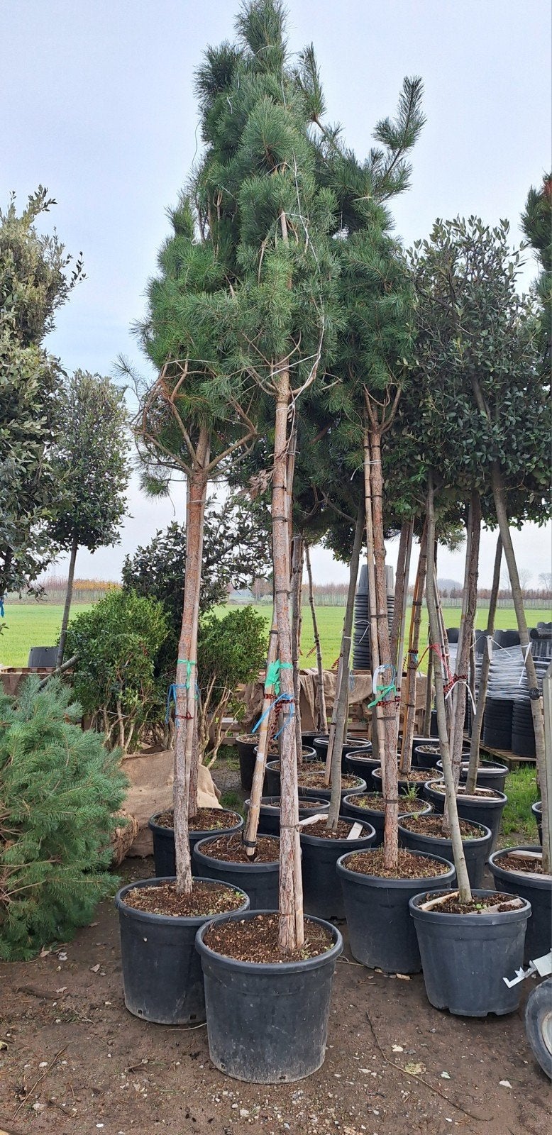 Pinus sylvestris ️❗️🍀 hoogtstam ️🍀❗️, Ophalen, Volle zon, Overige soorten