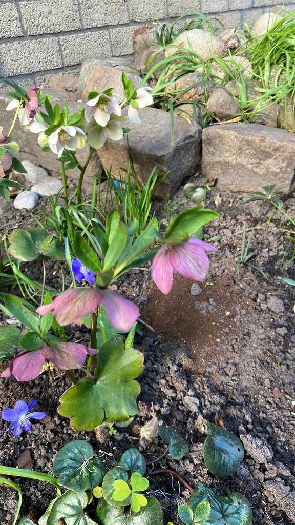 Helleborus ( kerstroos), Vaste plant, Halfschaduw, Lente, Ophalen