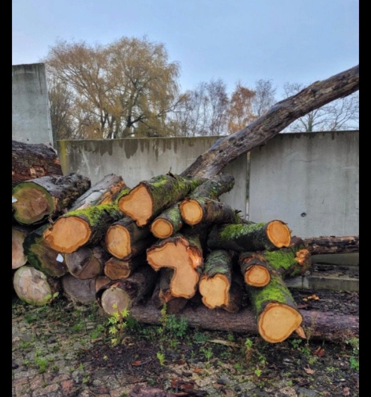 Vers haardhout te koop, Tuin en Terras, Haardhout, 6 m³ of meer, Ophalen