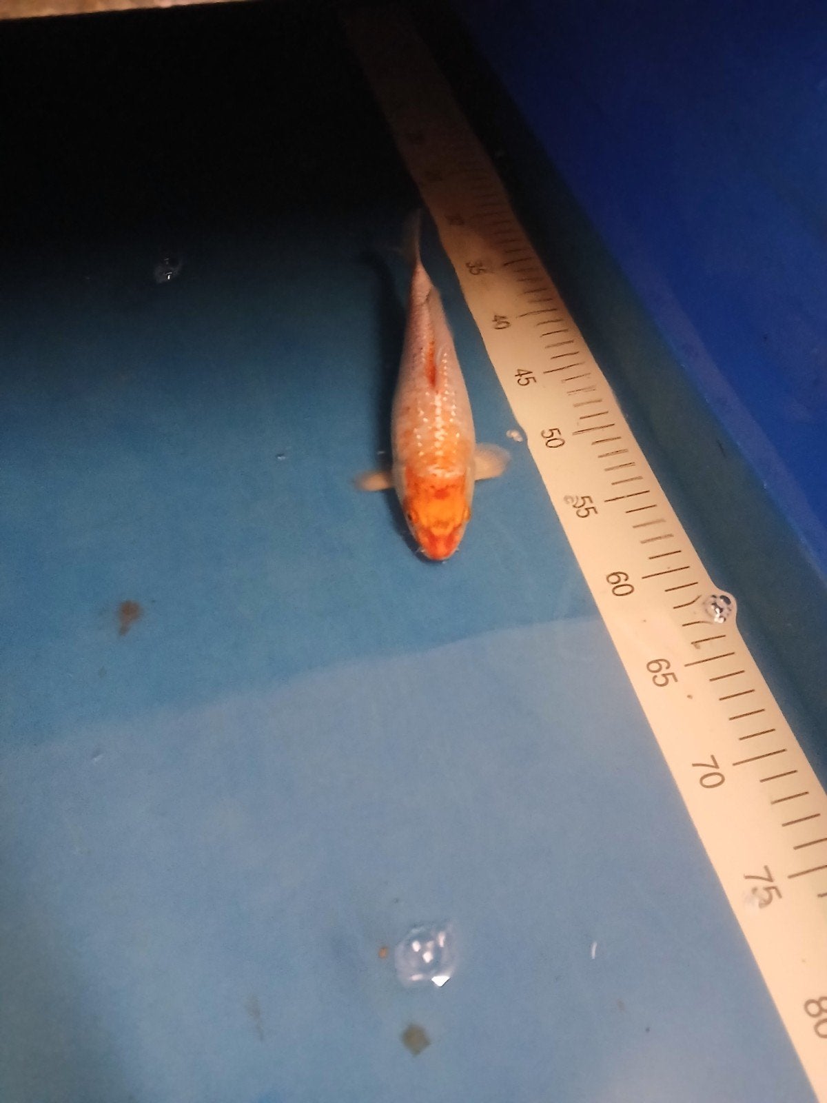 Koi karper, Dieren en Toebehoren, Vissen | Vijvervissen, Karper of Koi