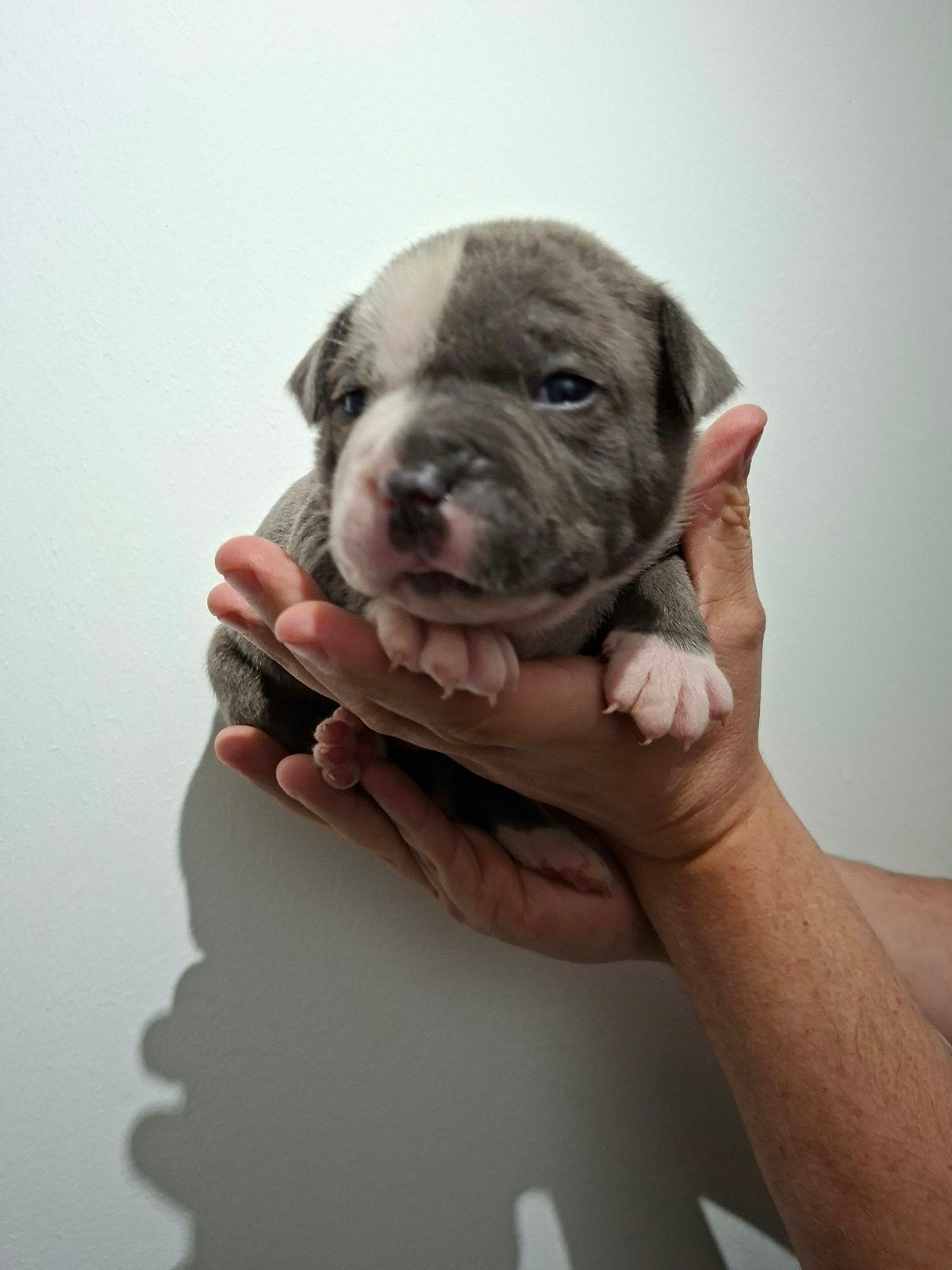 Amerikaanse Bulldog pups - Type Bully, Dieren en Toebehoren, Reu, 8 tot 15 weken, Bulldog, Meerdere