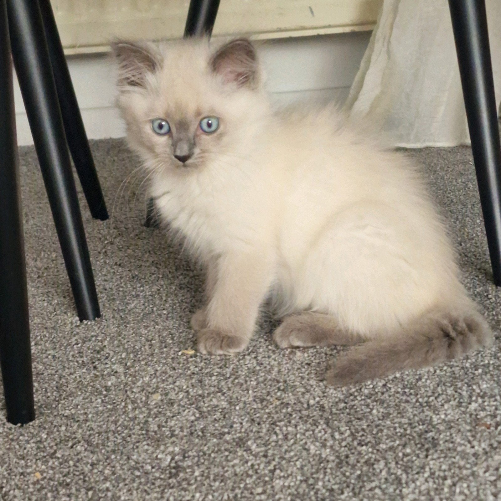 Prachtig Ragdoll poesje zoekt een liefdevol thuis, Dieren en Toebehoren, Katten en Kittens | Raskatten | Langhaar, Poes, Ontwormd