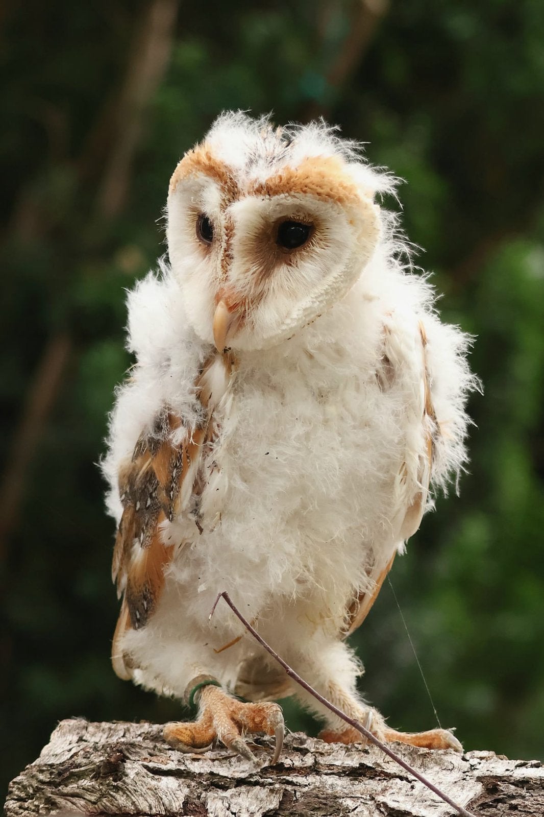 Jonge kerkuilen tekoop, Dieren en Toebehoren, Vogels | Overige Vogels, Geslacht onbekend, Roofvogel, Geringd