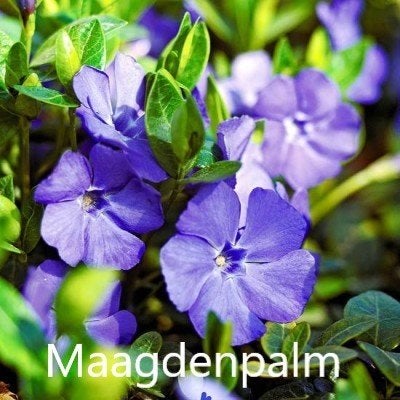 Maagdenpalm klein, Tuin en Terras, Ophalen, Bodembedekkers, Vaste plant, Halfschaduw