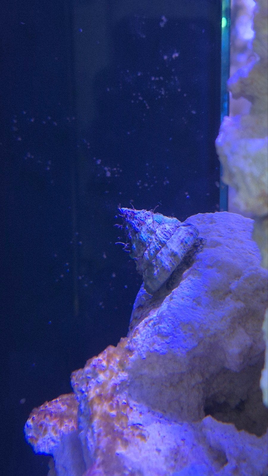 Tectus Conus, Ophalen, Overige typen, Overige merken